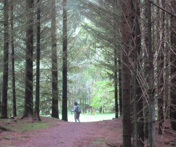 Walking through dense conifer forests on the north side of Loch Lochy.