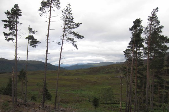 Vista in the high road between Invermoristen and Drumnadrochit. 