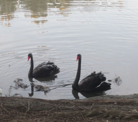 Tuggeranong_Ice_Age_swans