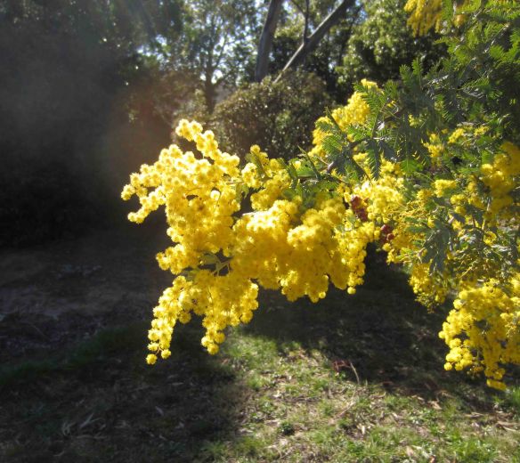 Two_bananas_wattle_blooms